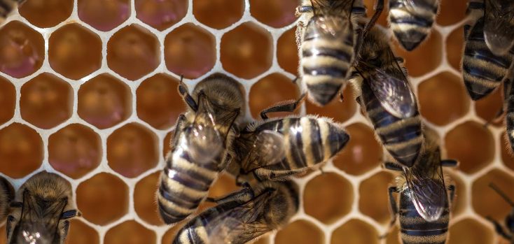 “Ενημέρωση μελισσοκόμων  για επιδοτούμενα προγράμματα μελισσοκομίας έτους 2023 με καταληκτική ημερομηνία υποβολής 30.06.2023 “