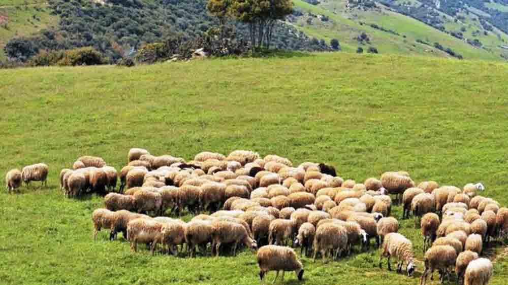 Ψήφισμα του Δημοτικού Συμβουλίου του Δήμου Μακρακώμης με το οποίο υιοθετεί τα αιτήματα των Κτηνοτρόφων που έχουν πληγεί οικονομικά από τις επιπτώσεις της ευλογιάς των αιγοπροβάτων στο Δήμο μας