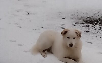 ΕΞΑΦΑΝΙΣΗ ΣΚΥΛΟΥ ΣΤΗ ΜΕΣΑΙΑ ΚΑΨΗ