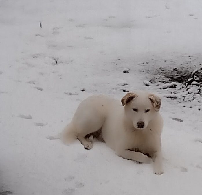 ΕΞΑΦΑΝΙΣΗ ΣΚΥΛΟΥ ΣΤΗ ΜΕΣΑΙΑ ΚΑΨΗ