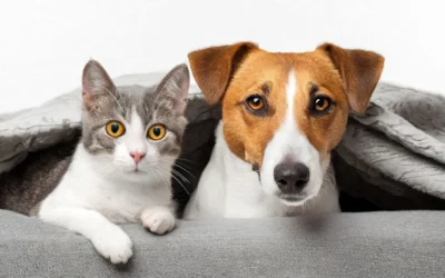 Συνάντηση για την δημιουργία Φιλοζωικού Σωματείου