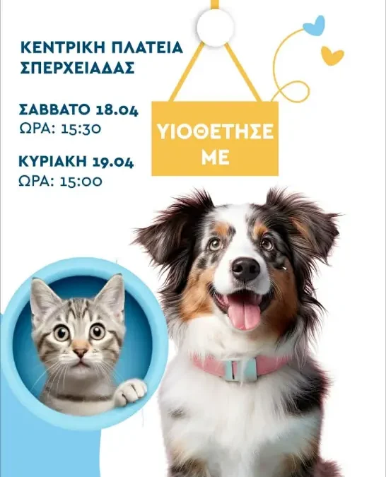 Δράση υιοθεσίας αδέσποτων στο Circus Street Food Festival